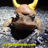 /home//u458753944/public_html/sourcegallery//Roxborough Toad Detour/2013-2019/2018/2018-03-29/P3290079.JPG